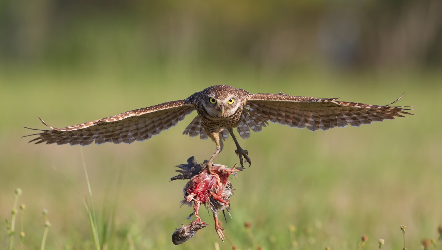 burrowing owl flying