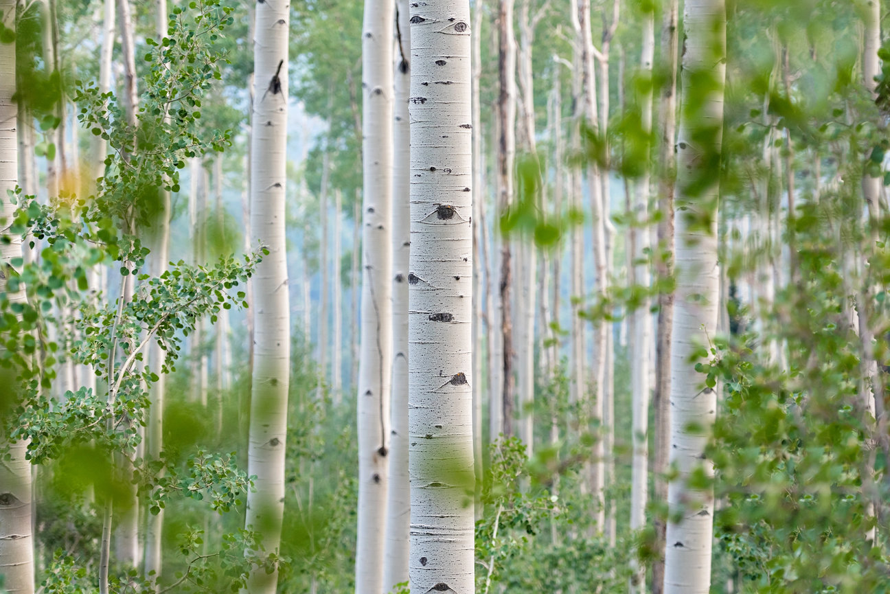 ASPEN TREE PHOTOGRAPHY