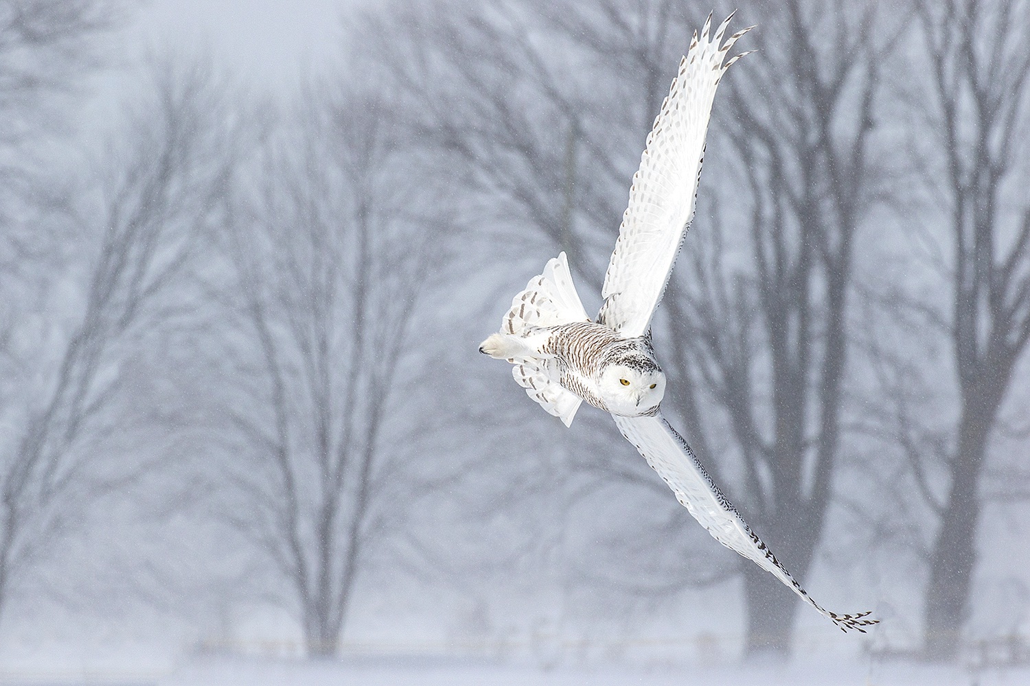 Freezing birds in flight Jim Zuckerman photography & photo tours