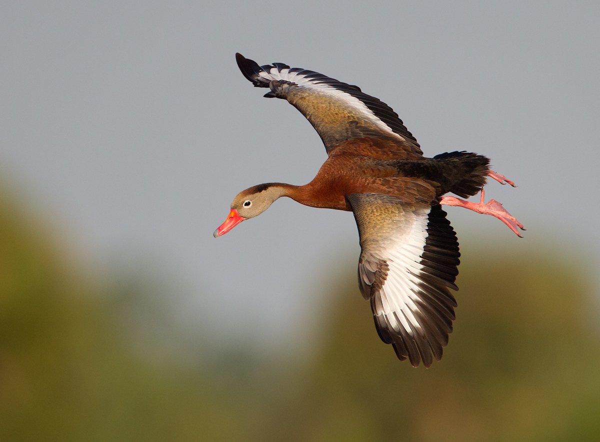 goose goose duck falcon