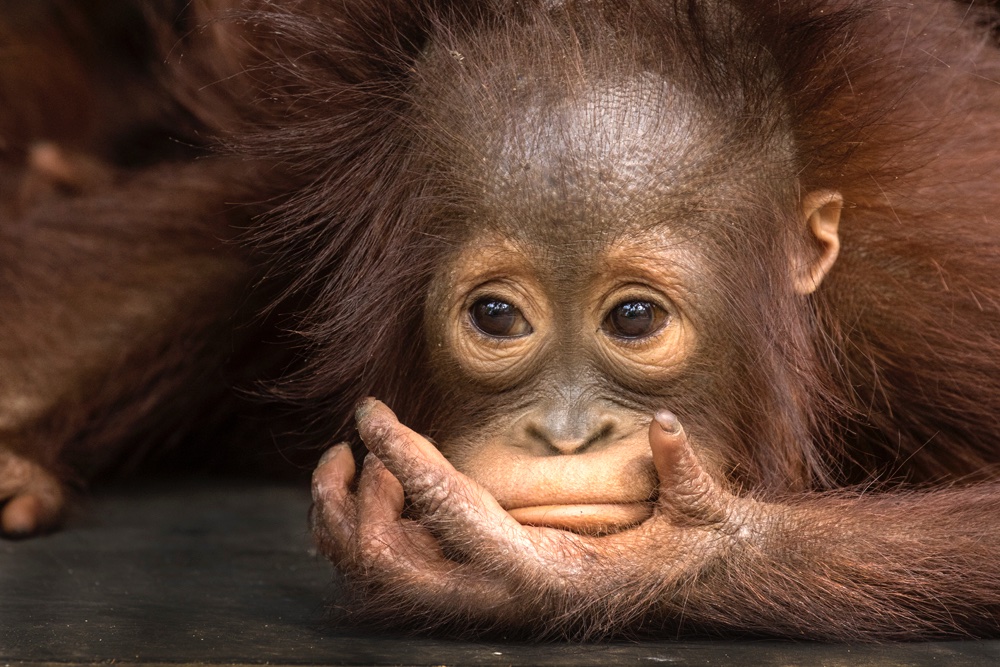  Baby  orangutan  in the wild  Jim Zuckerman Photography