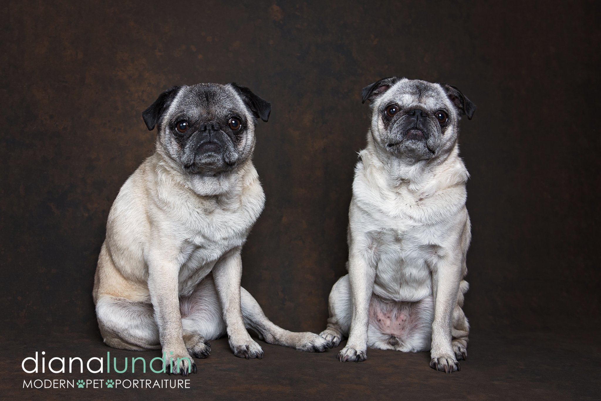 westland pugnacious pugs