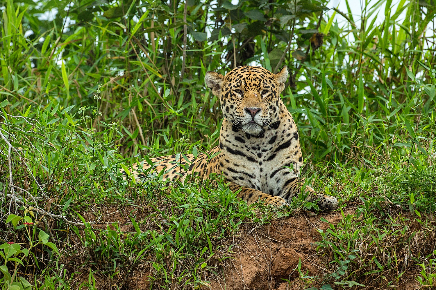 Pantanal - Jim Zuckerman photography & photo tours
