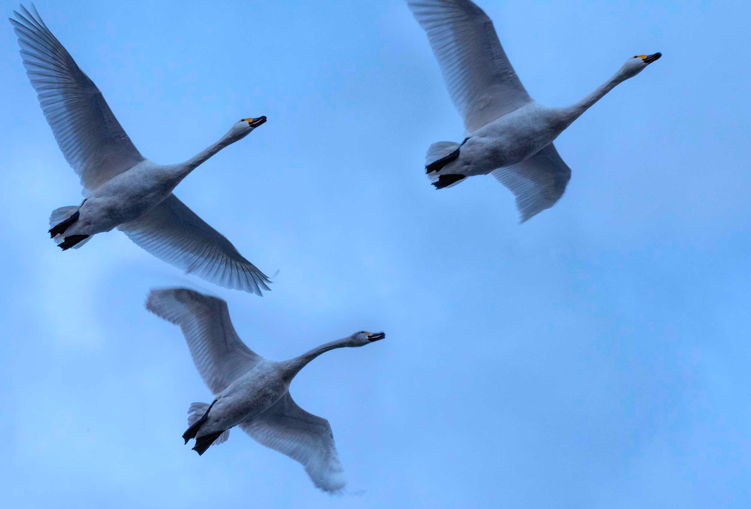 Swans In Flight Blain Harasymiw Photography swans-in-flight-blain-harasymiw-photography