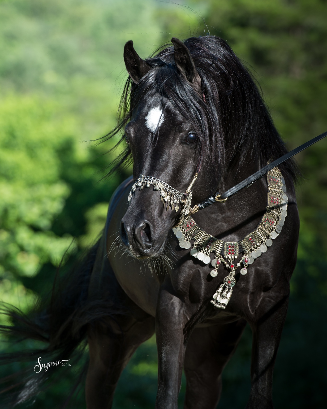 Arabian Gallery I Equine Photography By Suzanne Inc