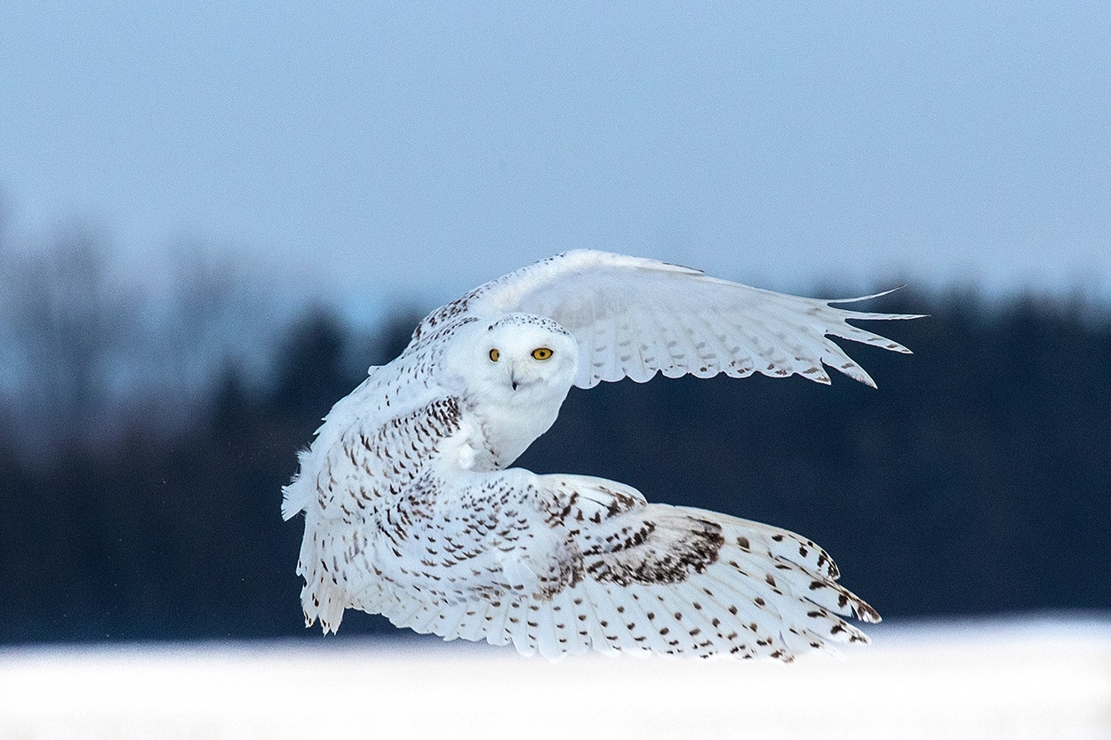 flying owl photography