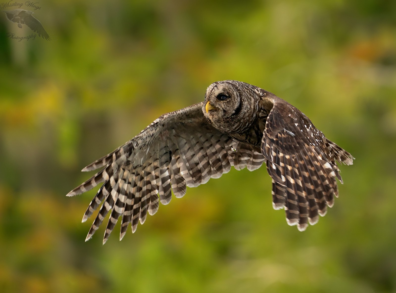 Barred Owls - Whistling Wings Photography