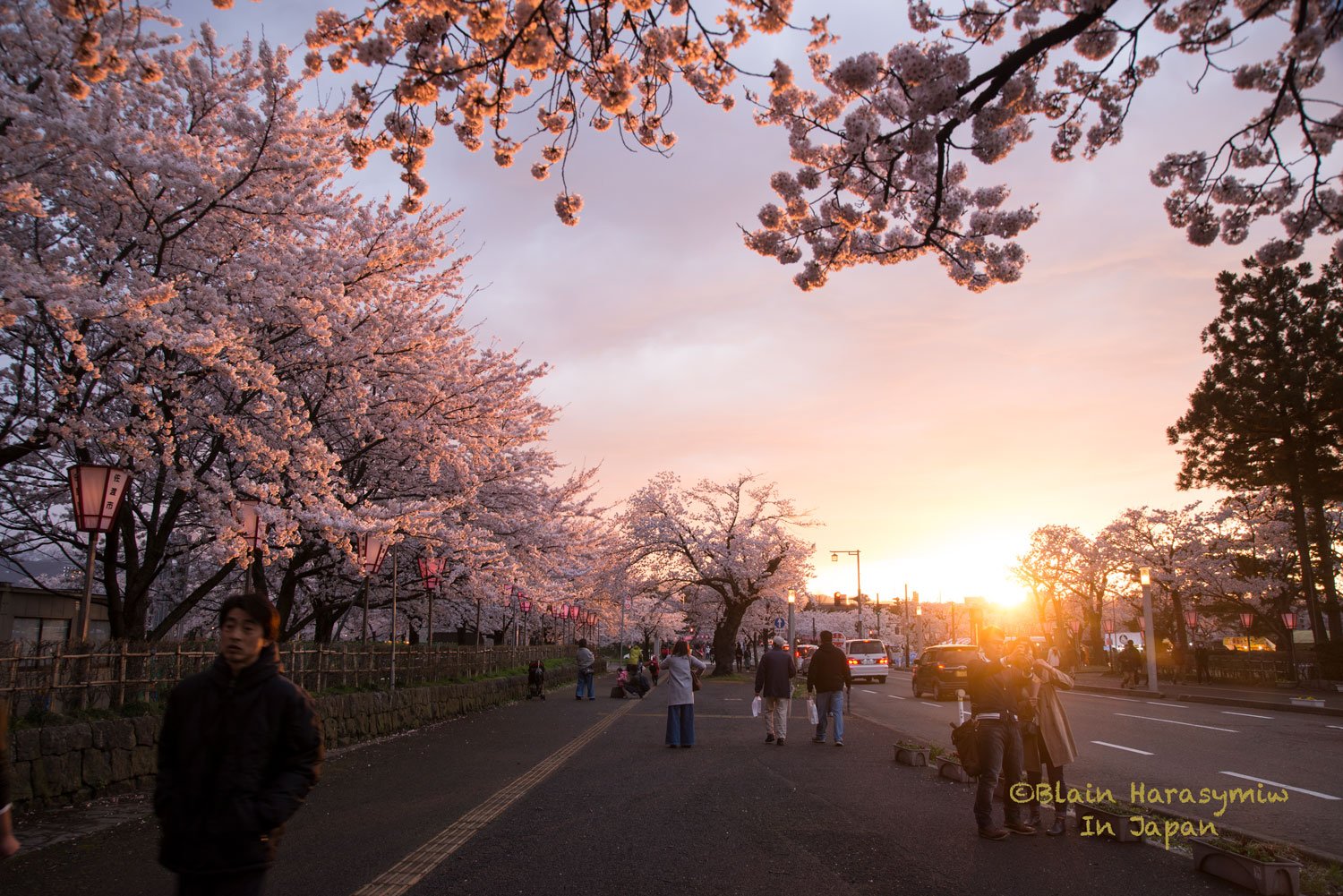 Cherry Blossom Photo Tours Yokohama JAPAN DREAMSCAPES