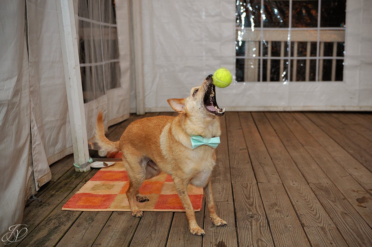 dogs having fun at wedding reception