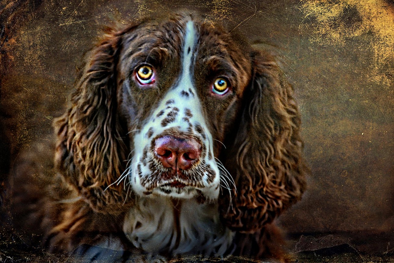 Portrait of a brown and white dog with long curly ears and a speckled face on a dark background