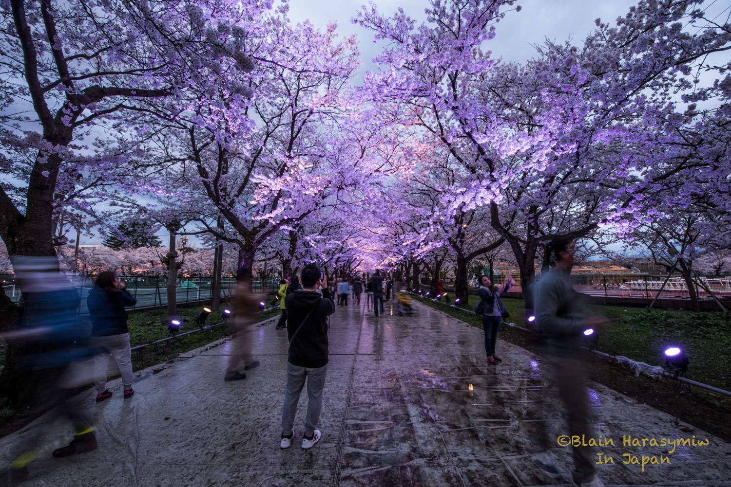 Aomori Cherry Blossom Tours JAPAN DREAMSCAPES