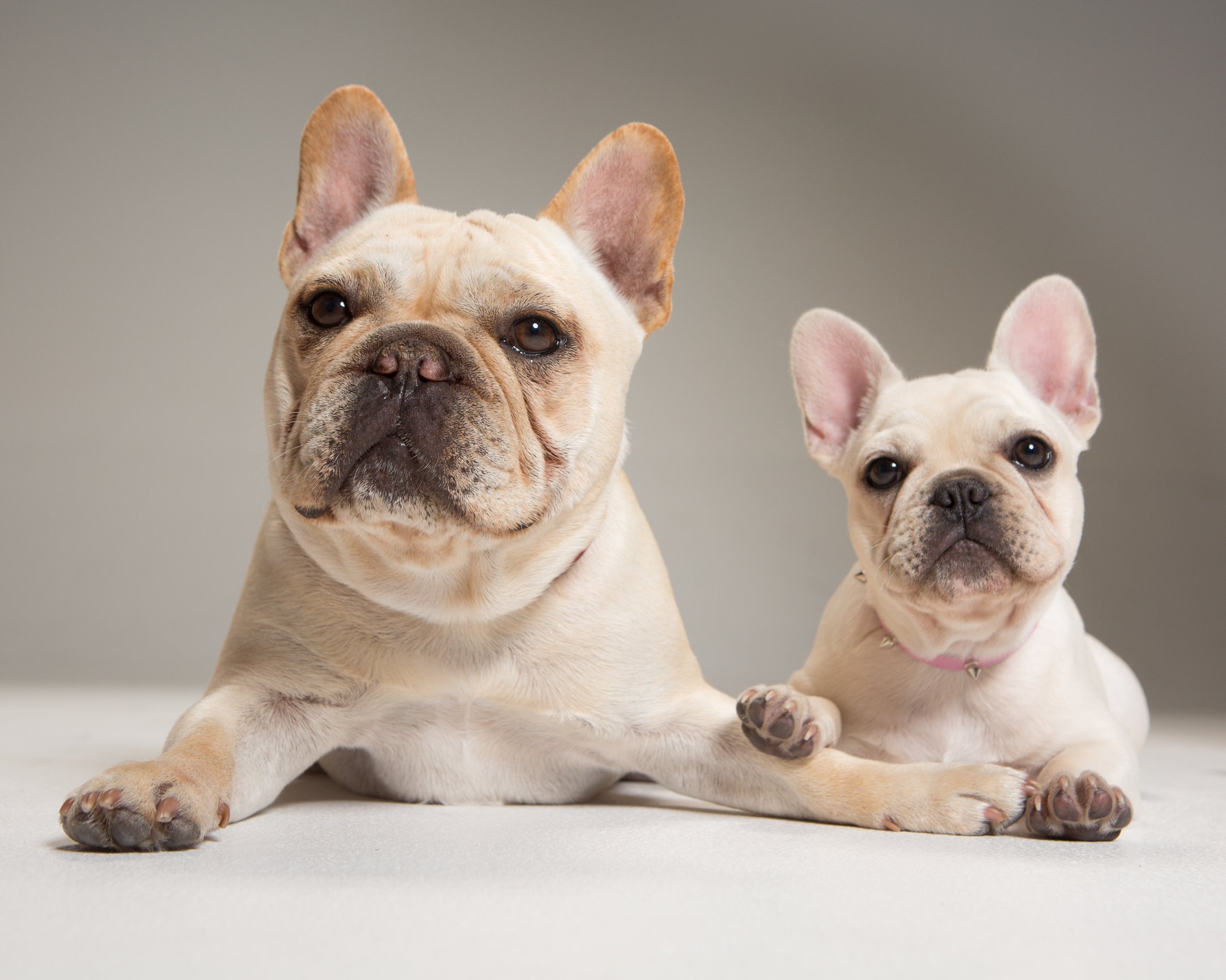 Pet Portraits - T.Y.E. Studios, Photography Studio & Collection of ...