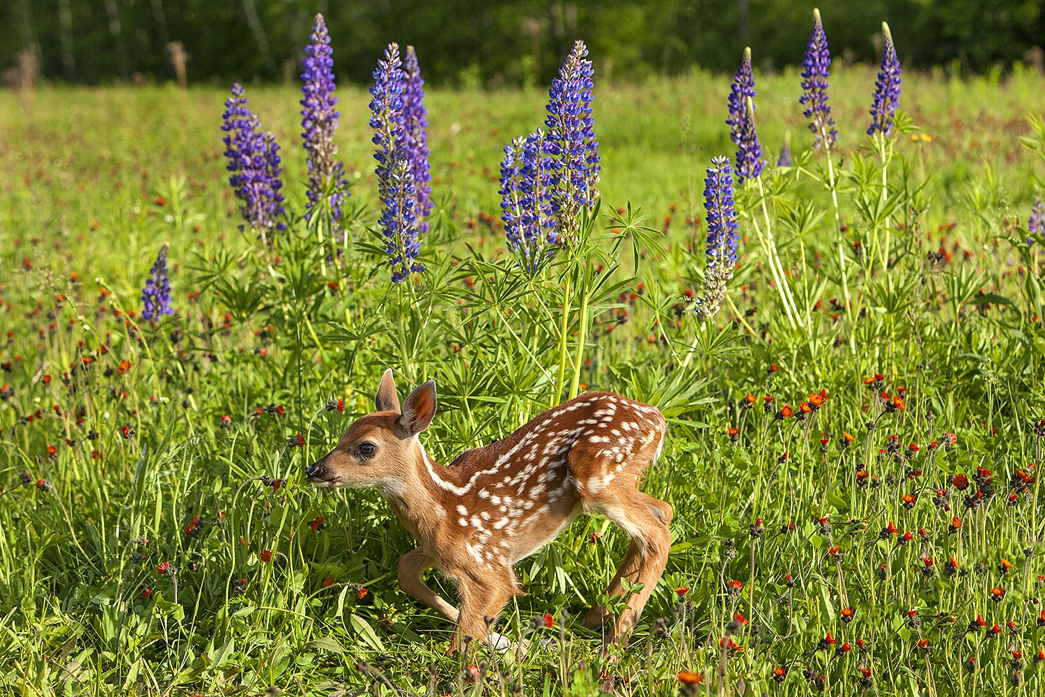 North American Wildlife Jim Zuckerman Photography And Photo Tours