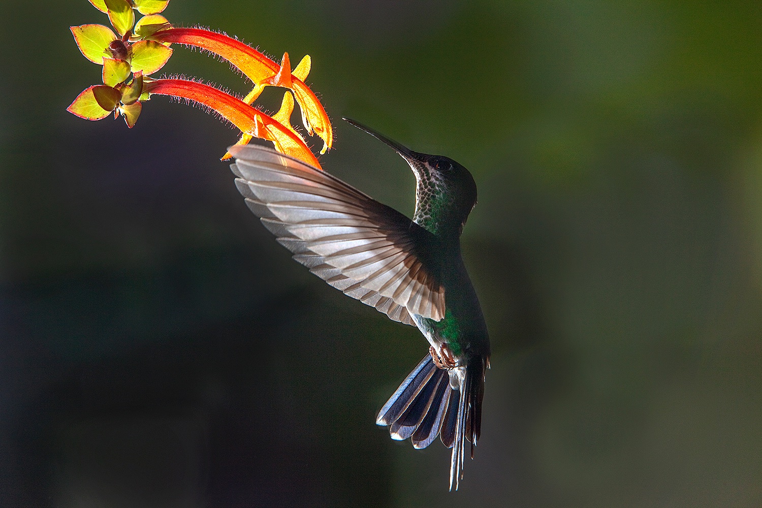 Translucent Wings - Jim Zuckerman Photography & Photo Tours