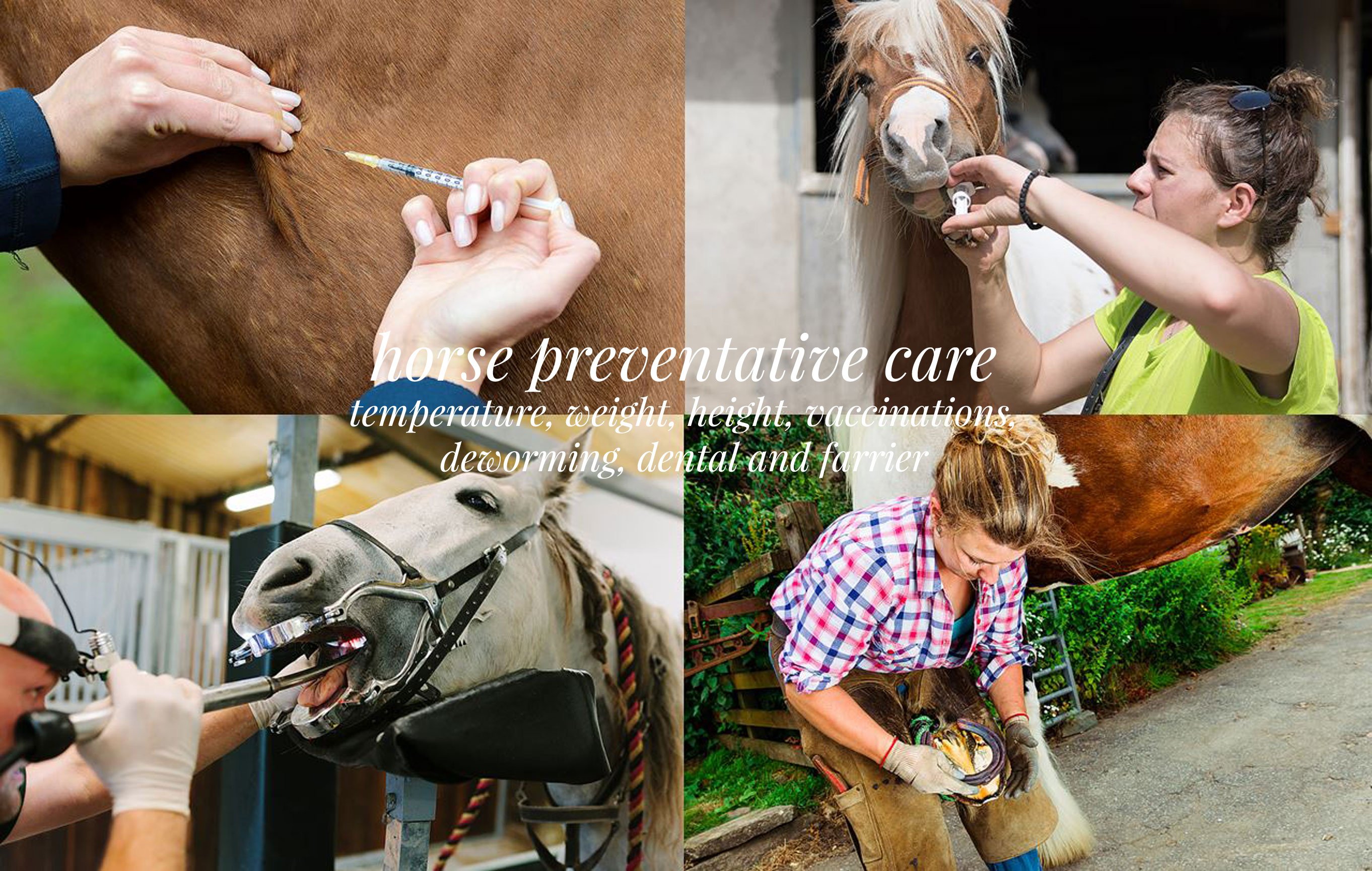 Horse Care Management Equine Genie Horse Business Management Software