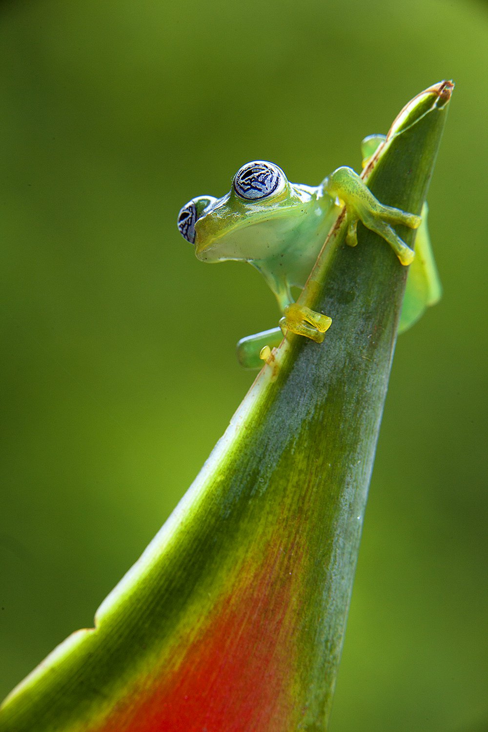 Strategizing backgrounds - Jim Zuckerman photography & photo tours