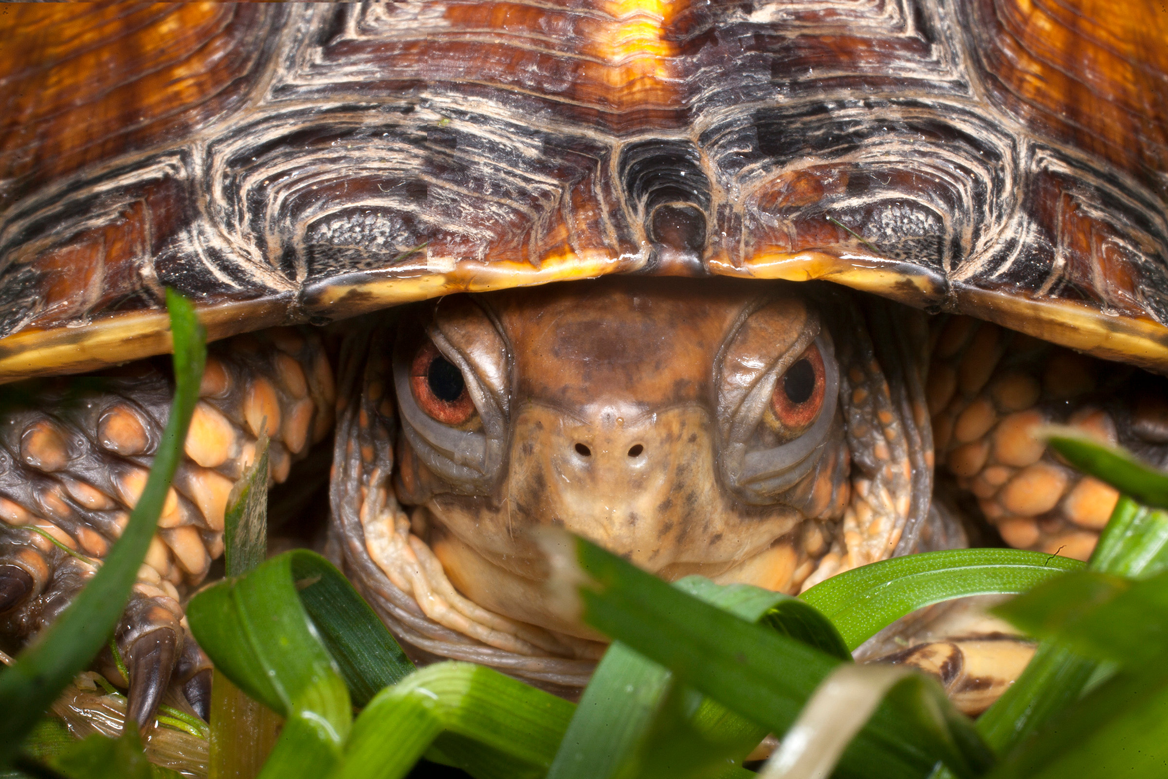 Turtle up close and personal - Jim Zuckerman photography & photo tours