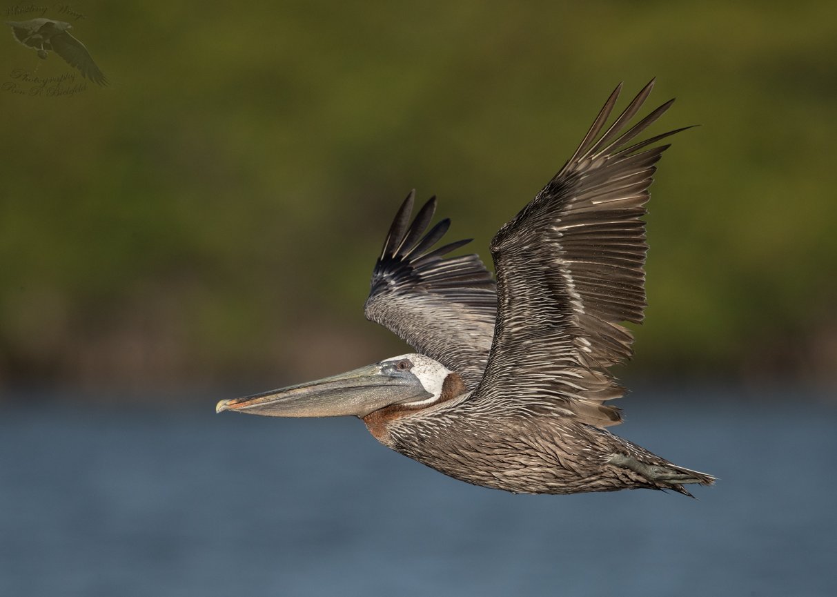 Pelicans - Whistling Wings Photography