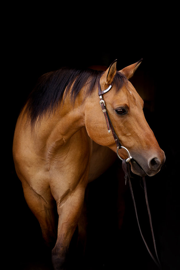 best pet photographer wisconsin, pet photographer near me, pet photography appleton