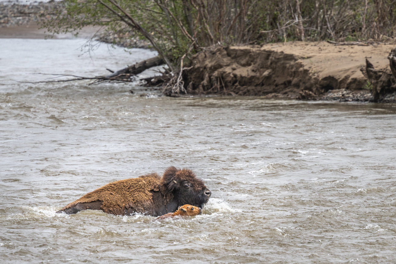 Bison and bison baby swimming across the river in Lamar Valley Yellowstone National Park