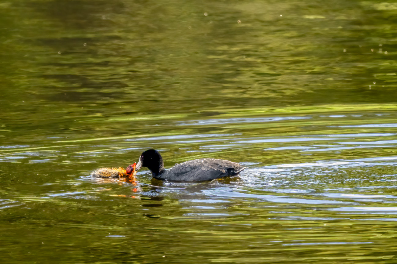 Cute photo of a Coot with her bright orange fuzzy baby Yellowstone National Park