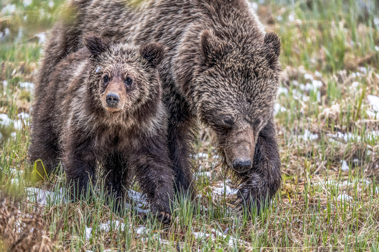 Mamma Grizzly Bear and her Cub Yellowstone National Park