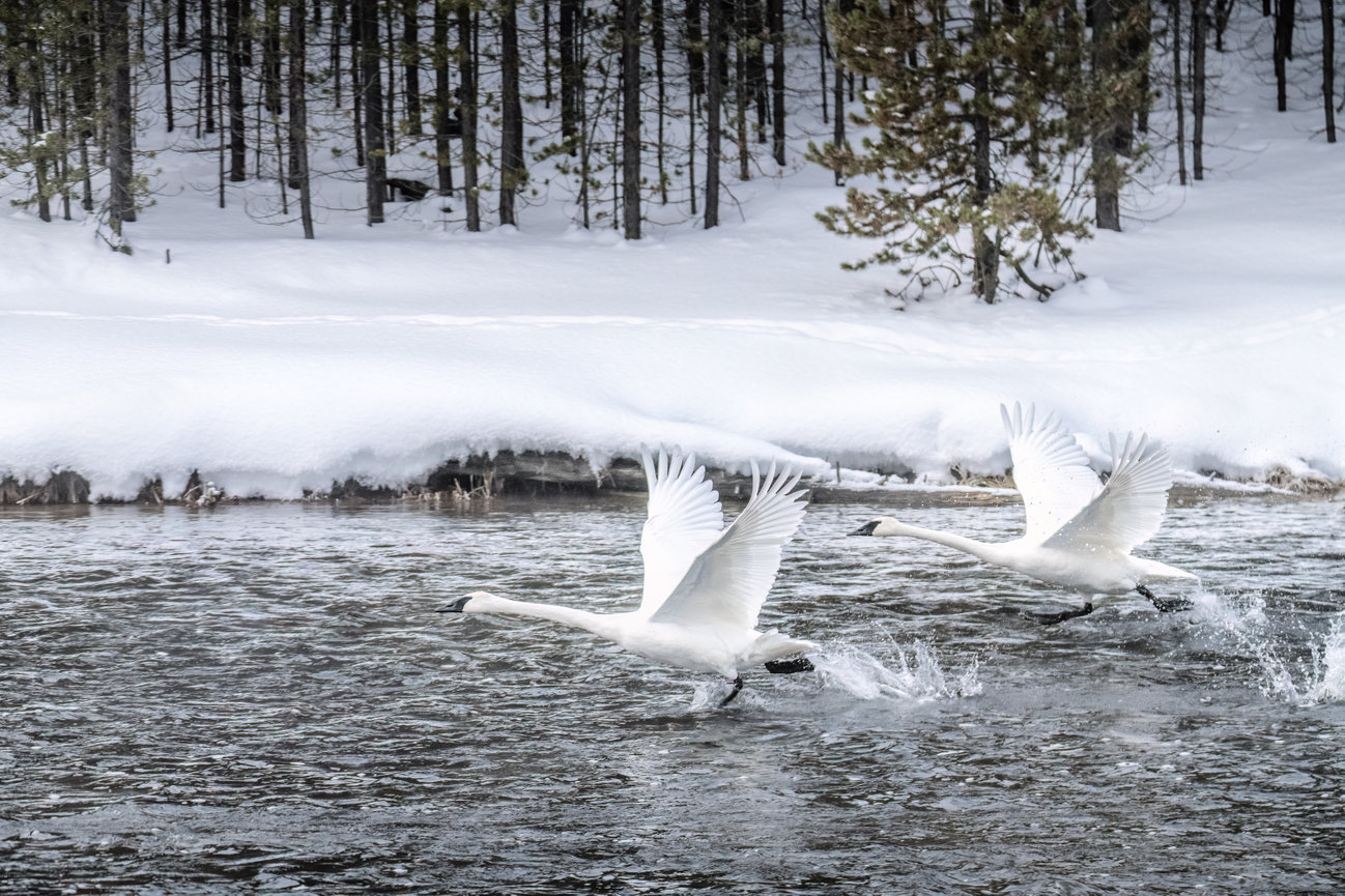 Yellowstone National Park Wildlife Image of Trumpeter Swans taking off on the Madison River