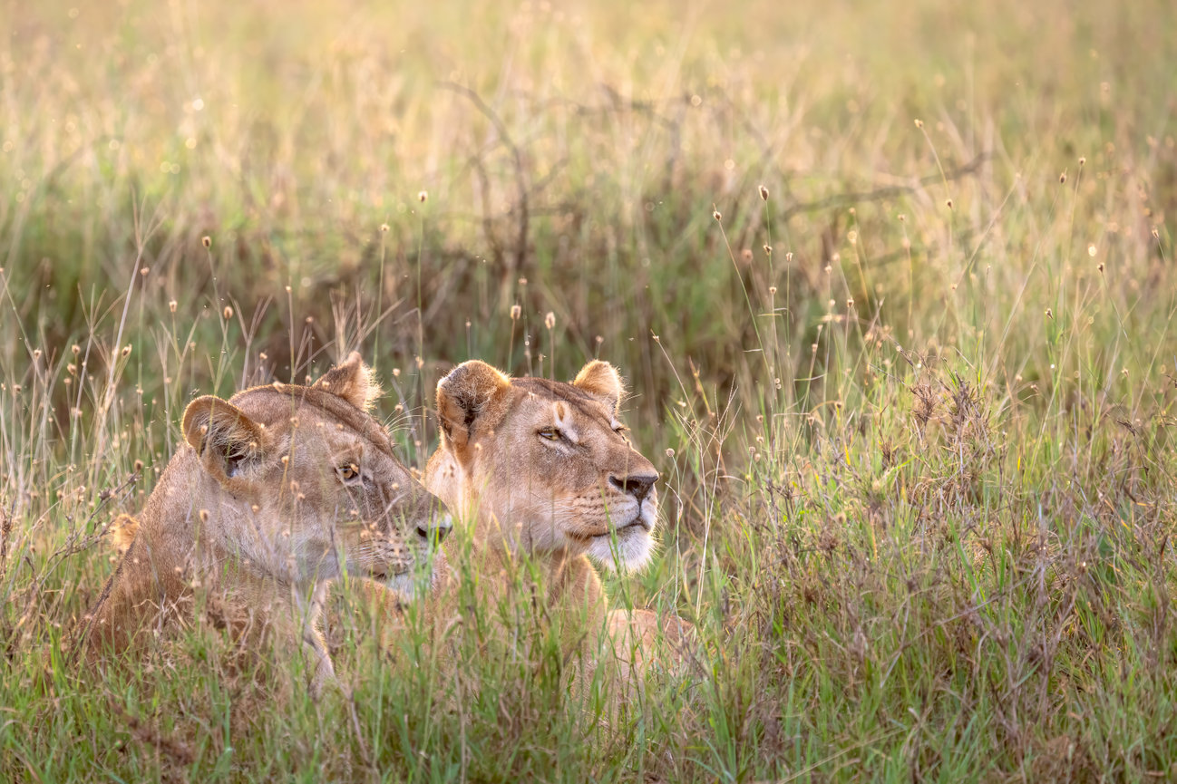 Tanzani Africa image of two female matriarch lionesses in the grass at sunset