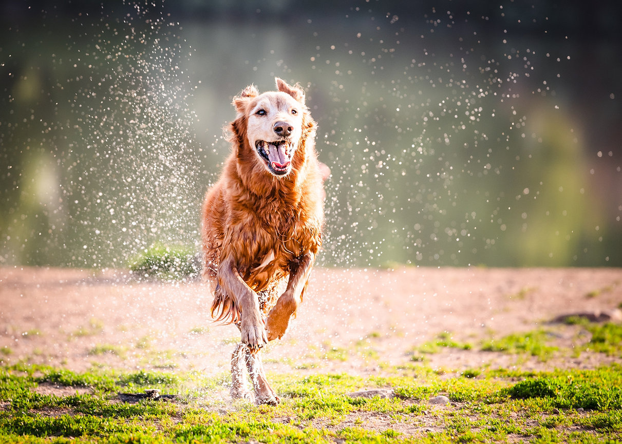 Older dog running freely, capturing movement and personality in a natural moment