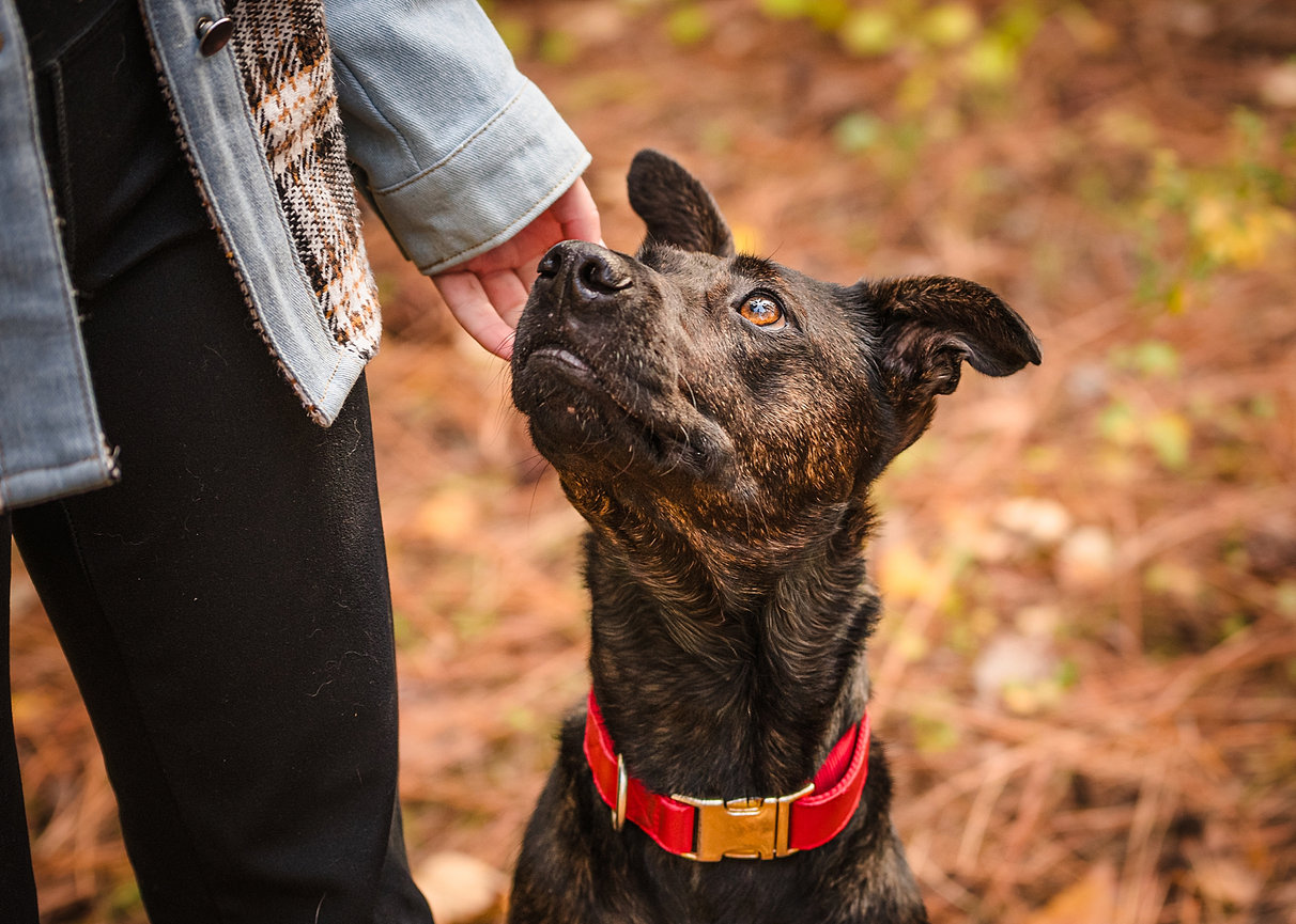 Dog looking lovingly at owner