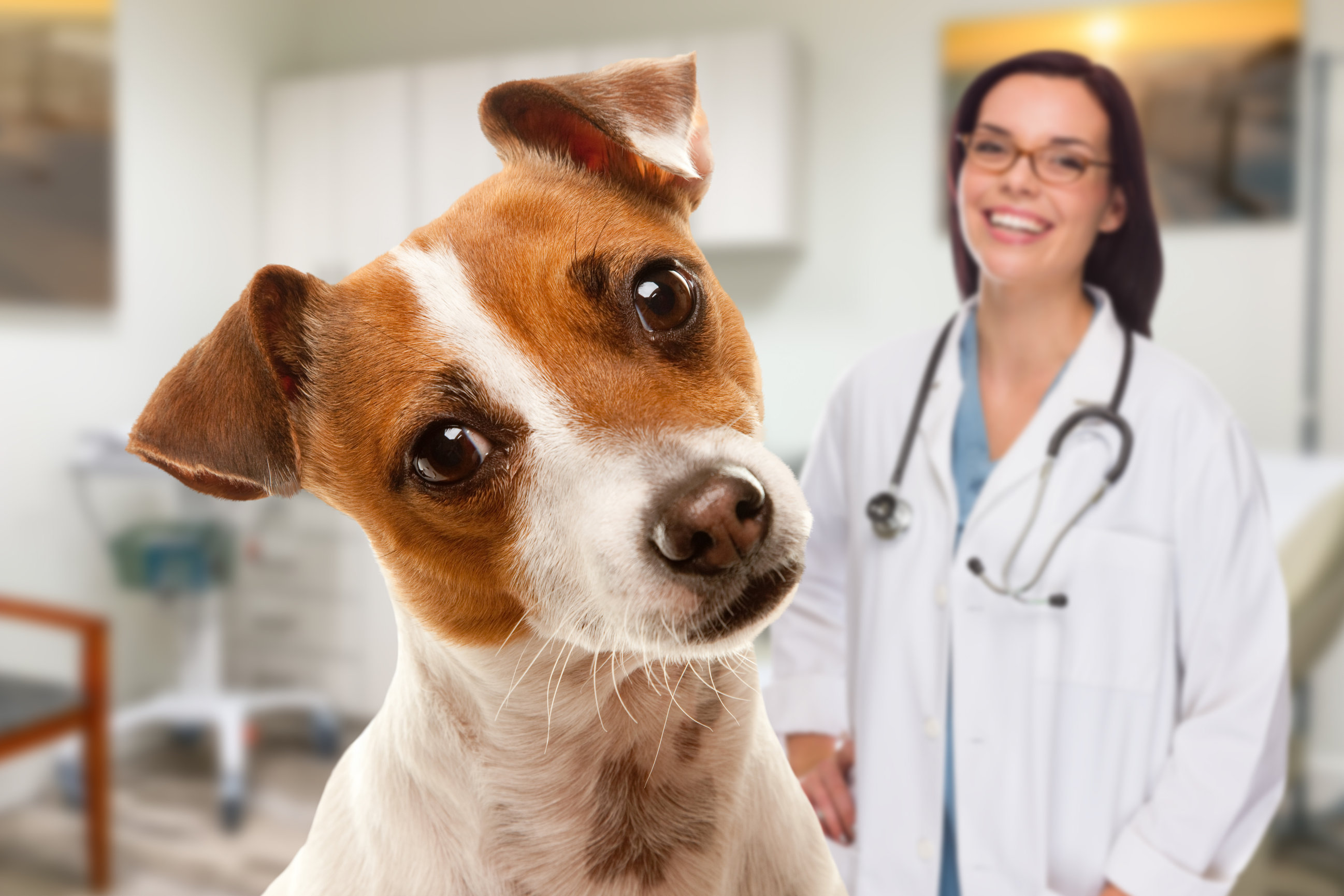 In High School and Want to Be a Vet? 8 Tips for Aspiring Veterinarians Fine Educational Solutions