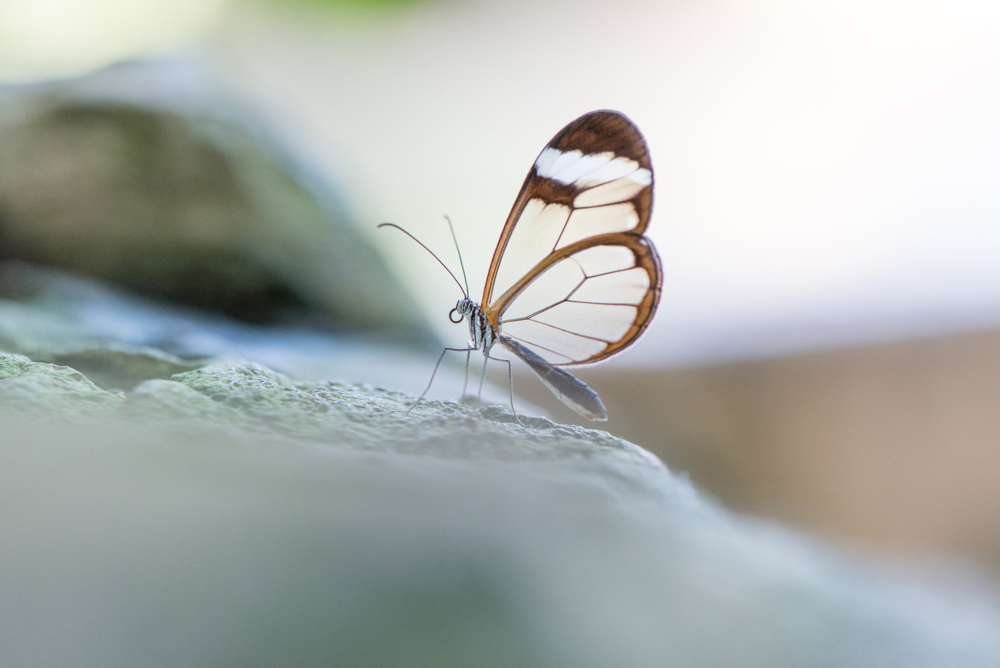NATURE GALLERY | Susan Phelps Photography | WOKINGHAM