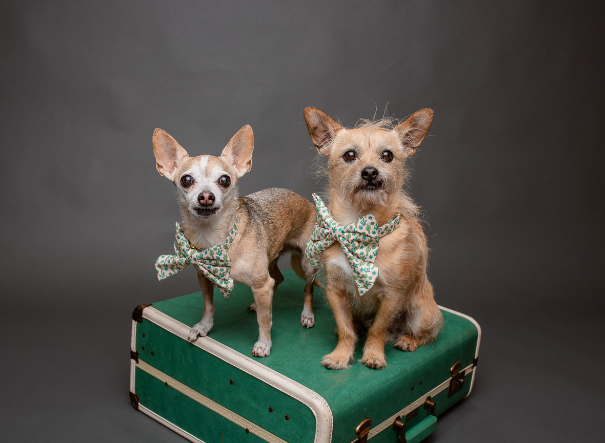 Two of dog trainer, The Dog Abides, dogs sitting on suitcase in studio portrait at barkhop studio in chester county pa