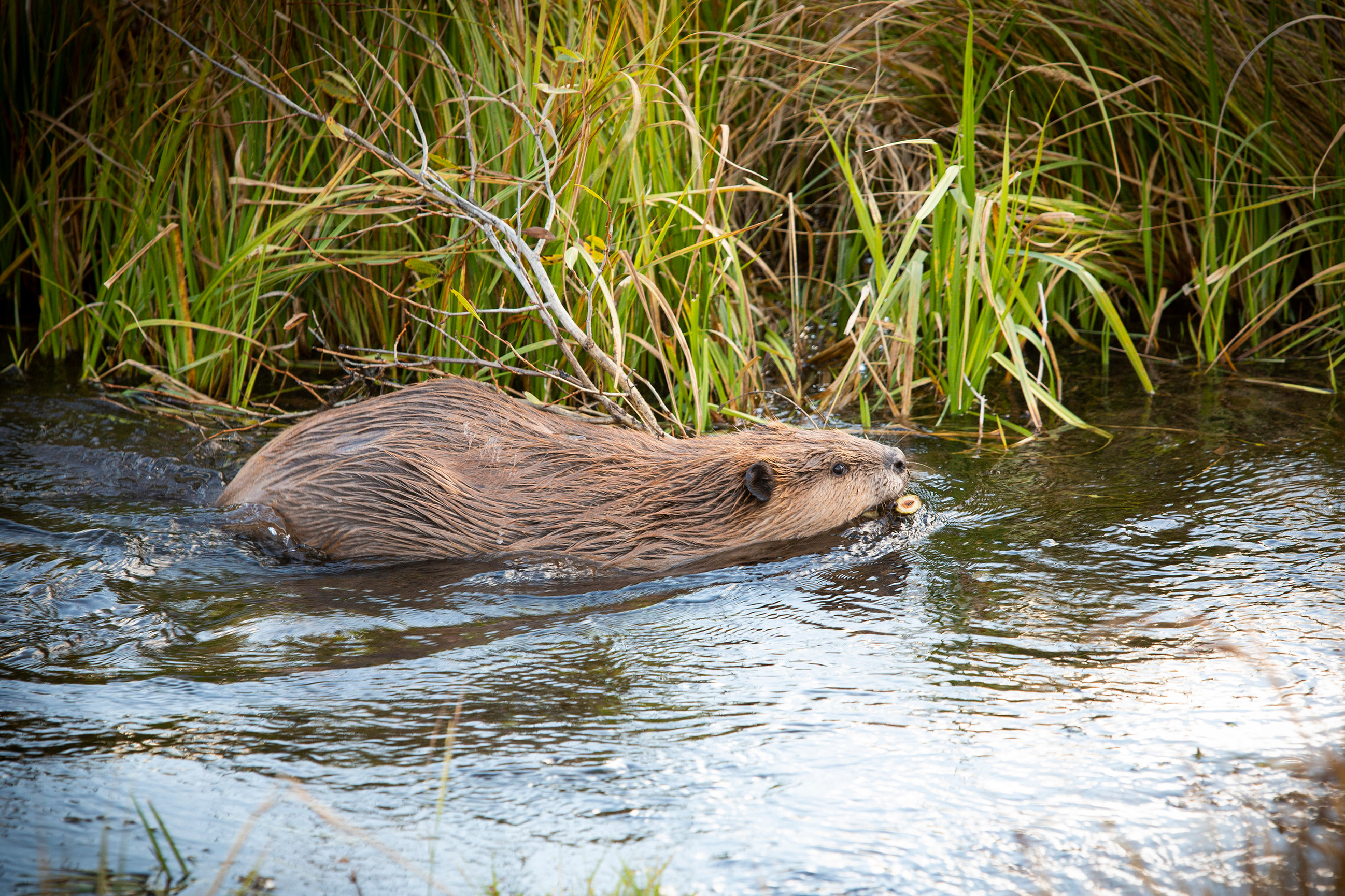 Exposed: The Controversial State Wildlife Categories - 6vod9m9