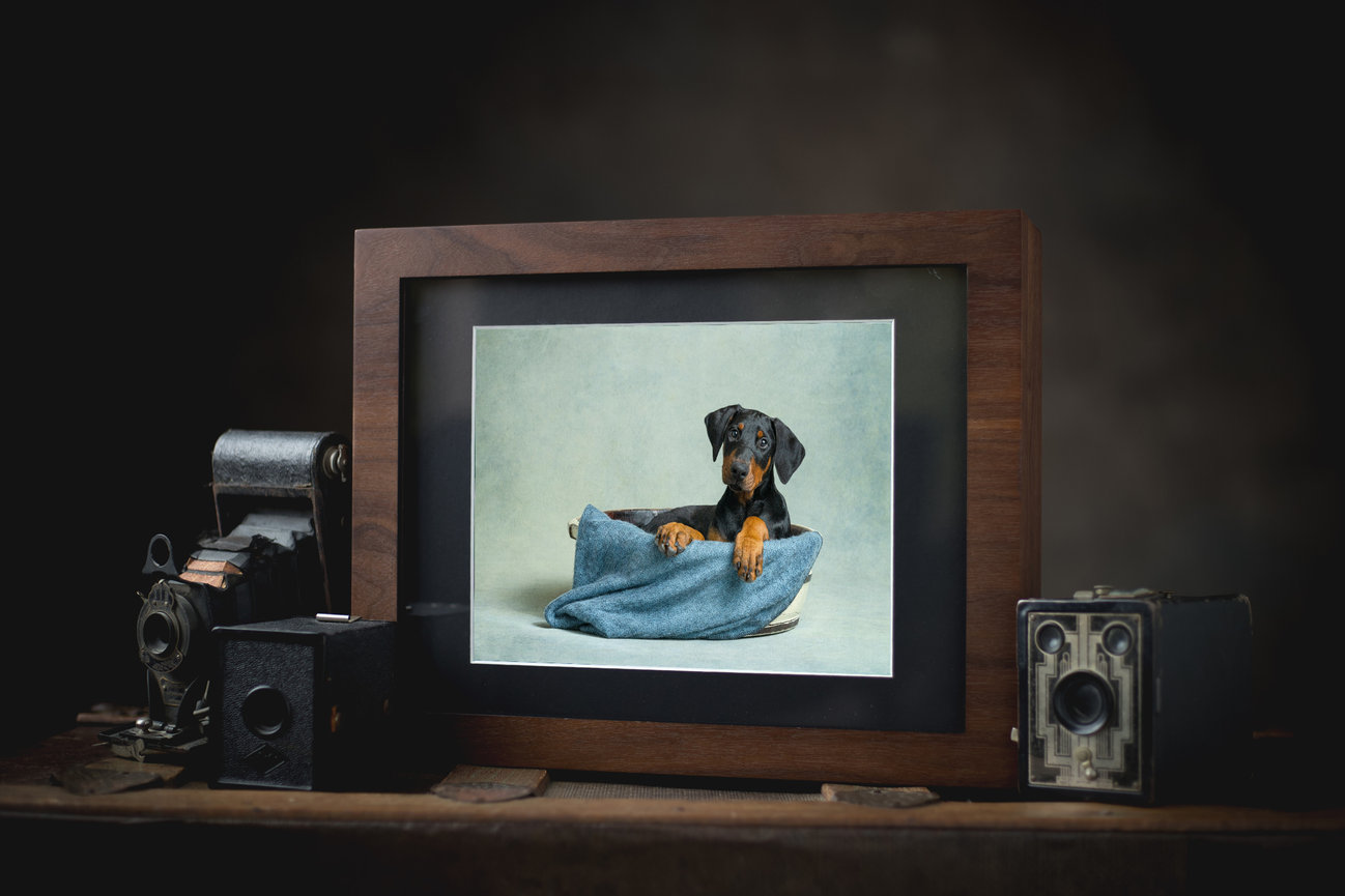 Framed portrait of a Doberman puppy peeking over a soft blue blanket, displayed on a vintage table surrounded by antique cameras.