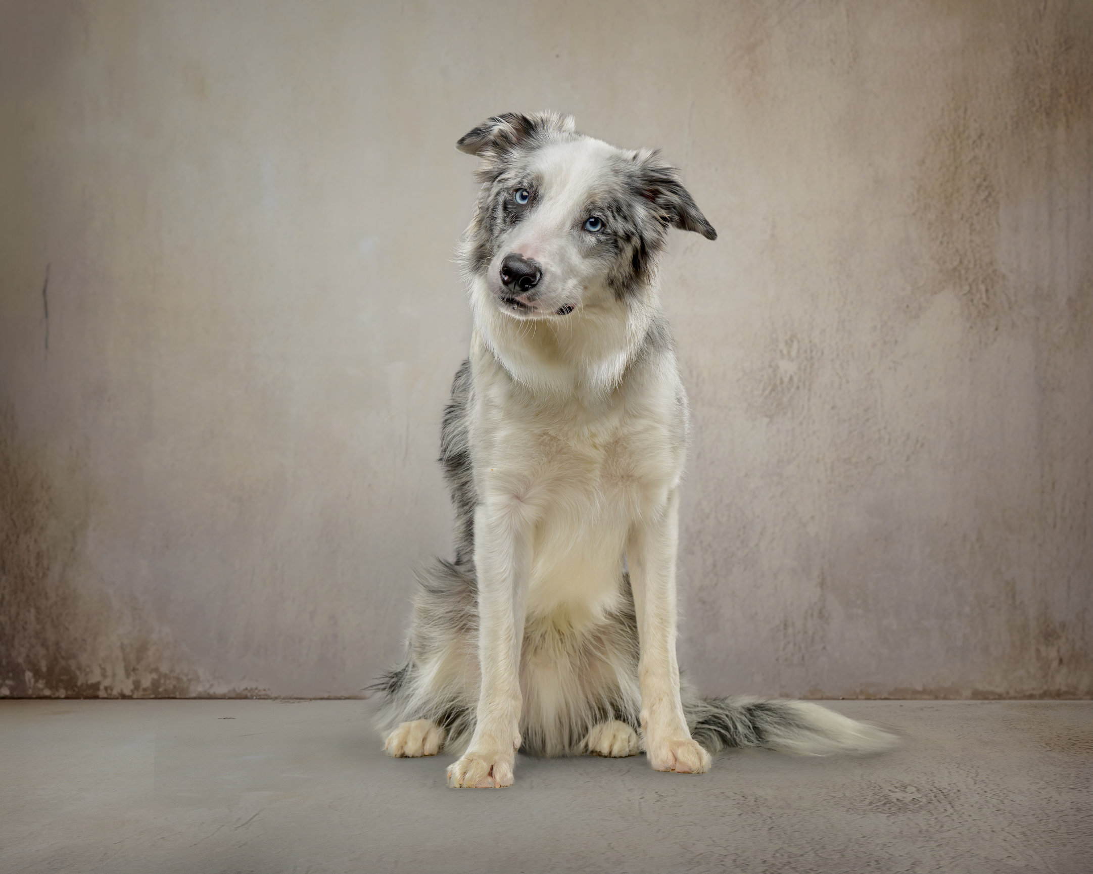 Custom pet photography experience with The PAWtographers
