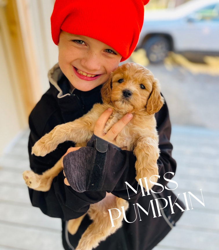 Reserved Puppies - Beltz Hidden View Doodles