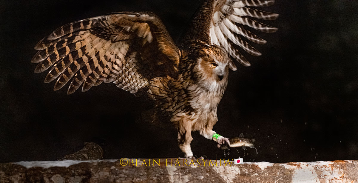 Hokkaido Photo Tours - Blakiston’s Fish Owls (B. B. Blakistoni) - Blain ...