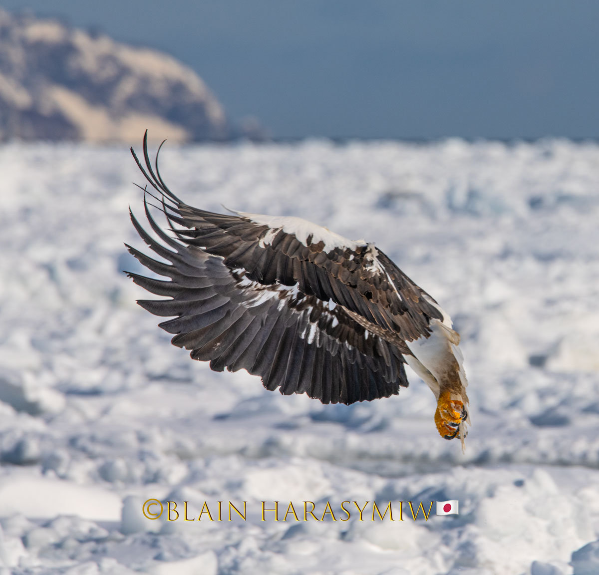 First Nations People of Japan - Steller's Sea Eagle God - Blain ...