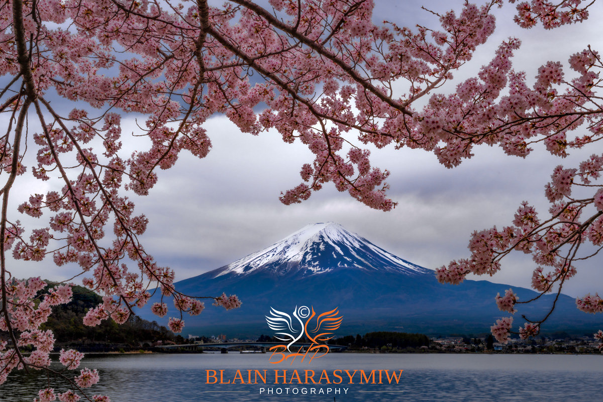 邦楽 CHERRY BLOSSOM/BORN TO BE pixta_110052715_M.jpg