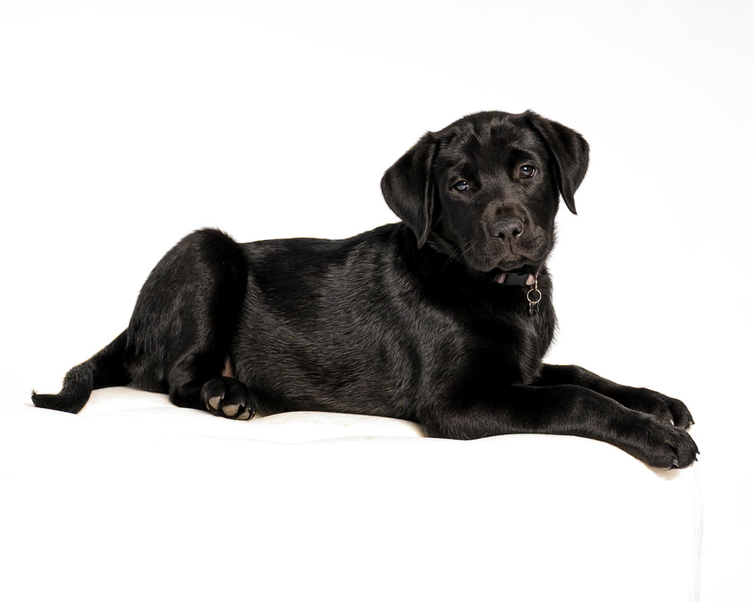 Luxury pet photography welcome page for Kimberly Austin Photography in Lillington, NC, created with a polished and professional style.