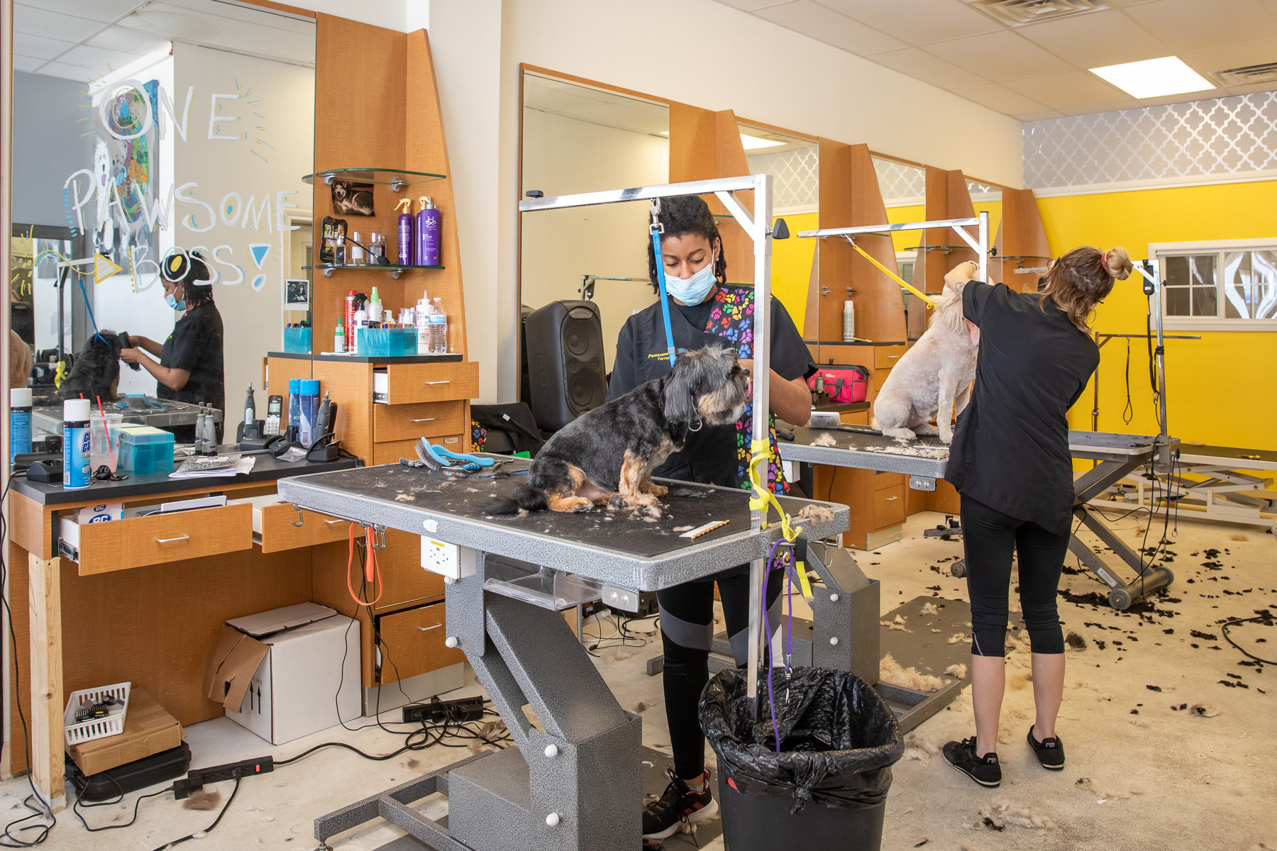 Dog Grooming in Lewisville And Coppell