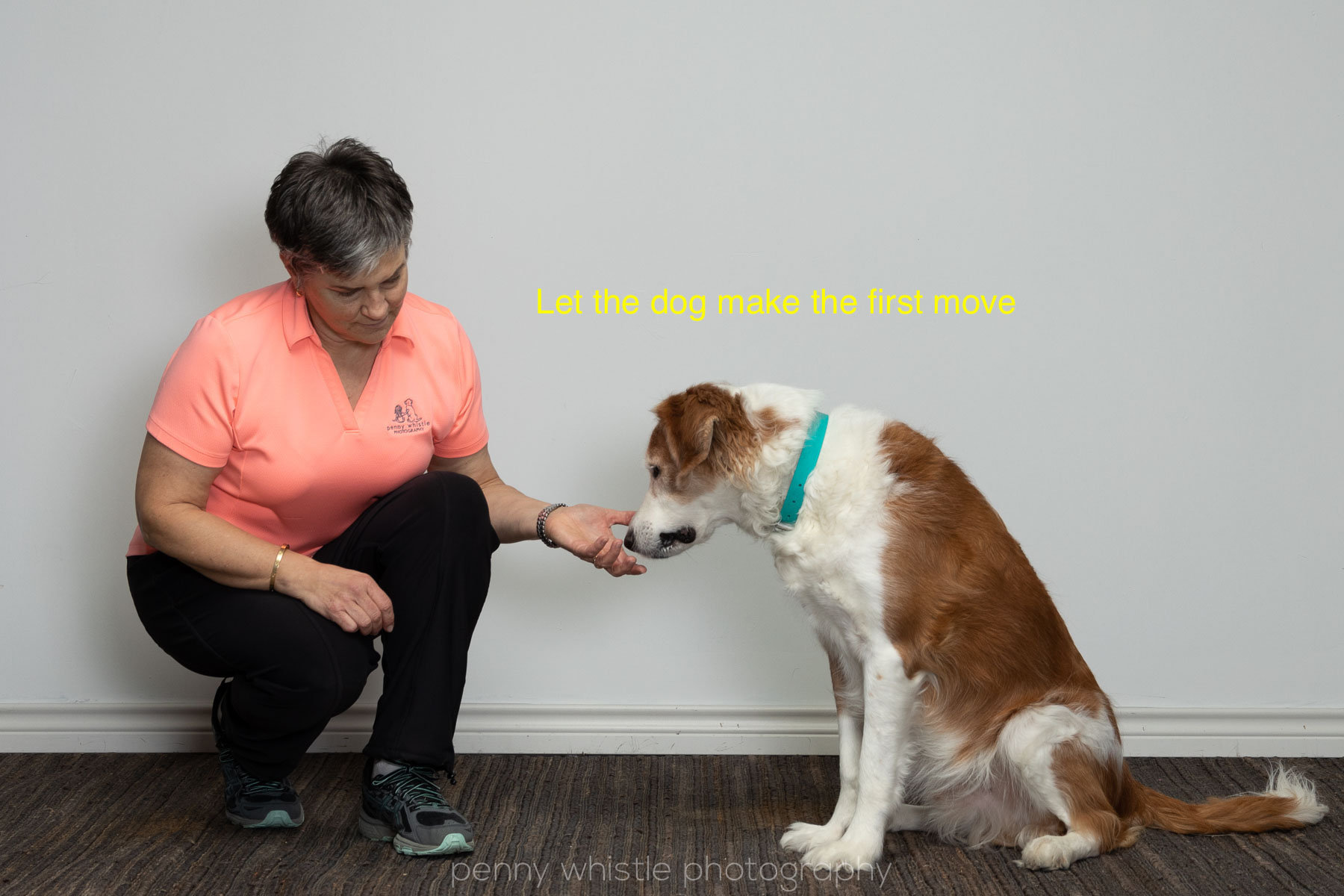 How Do You Greet A Dog For The First Time