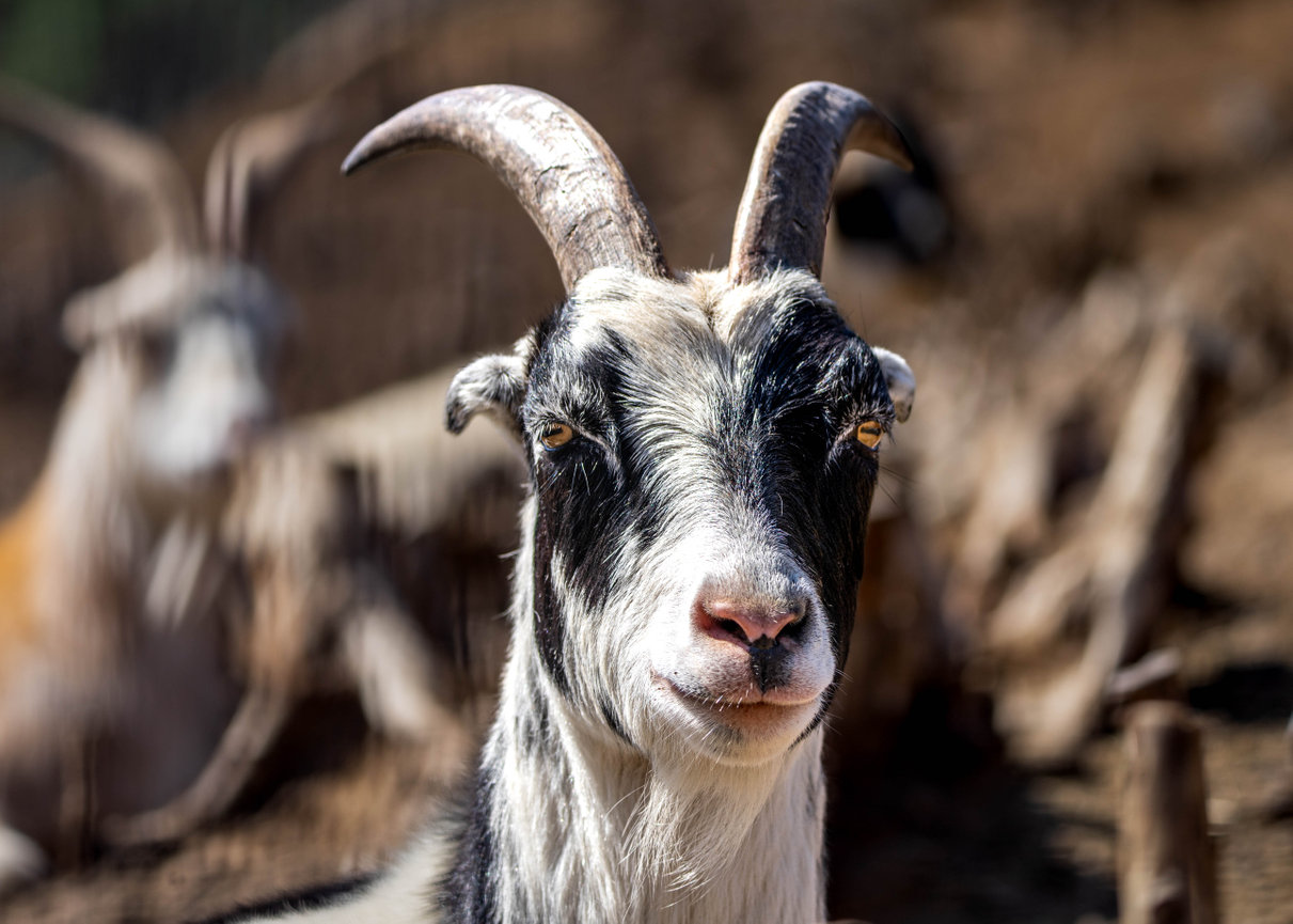 ZORN area area goat remix武道館MACCHO ZORN area area goat remix武道館MACCHO ZORN area area goat