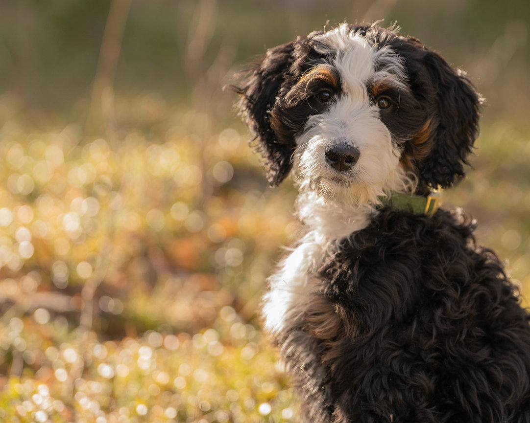 Fluffy black and white puppy with a brown patch on its face sitting in a sunlit field.