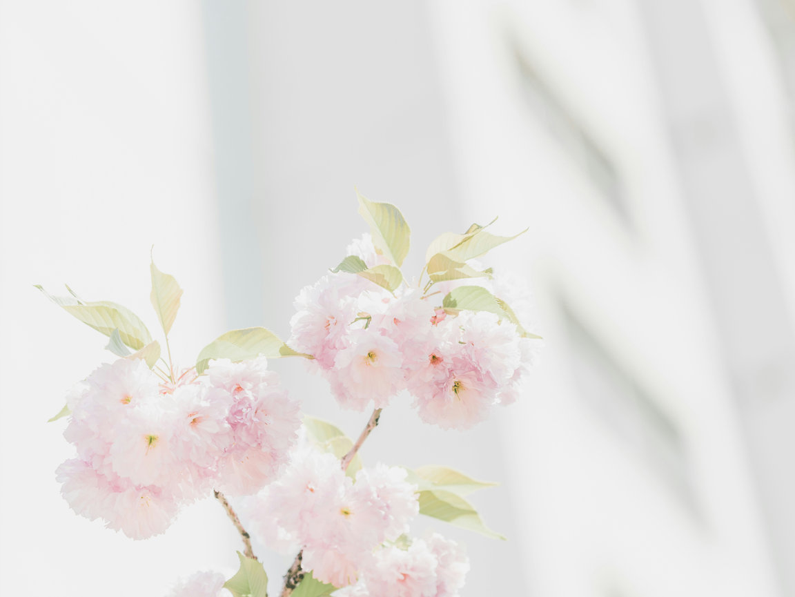 Relax into a calm floral photography experience designed for small businesses and collectors in Massachusetts.