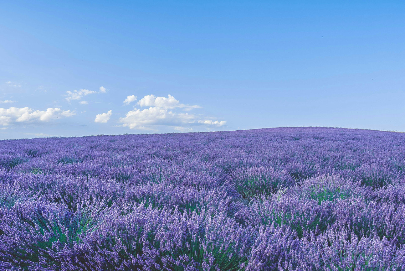 Lavender field under a blue sky with clouds, stretching to the horizon