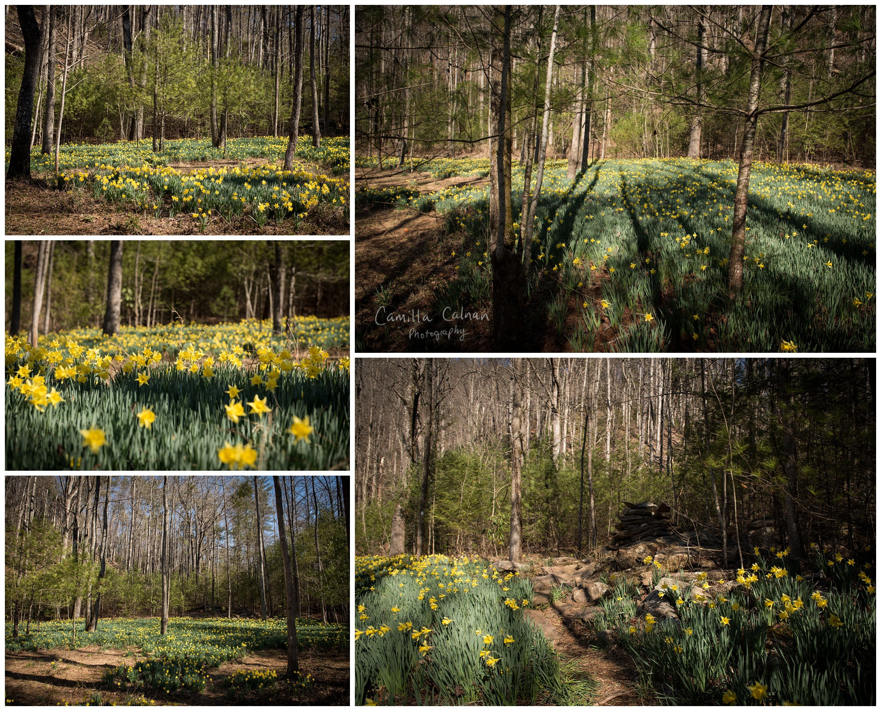 Daffodil Flats at the Linville Wilderness Area in North Carolina