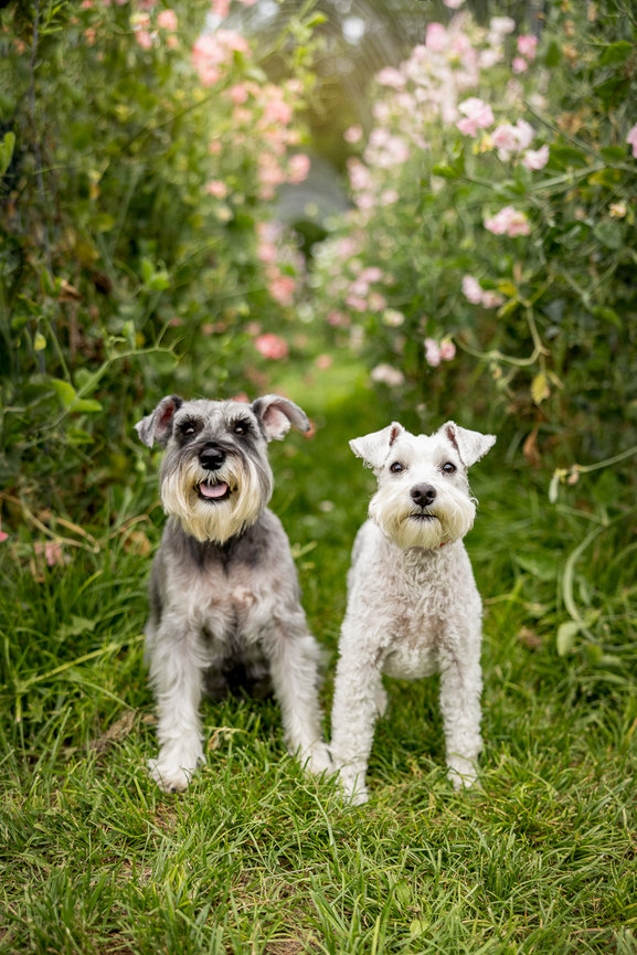 two schnauzer dogs posed at Miss Millies' flower farm for winnipeg pet photography session