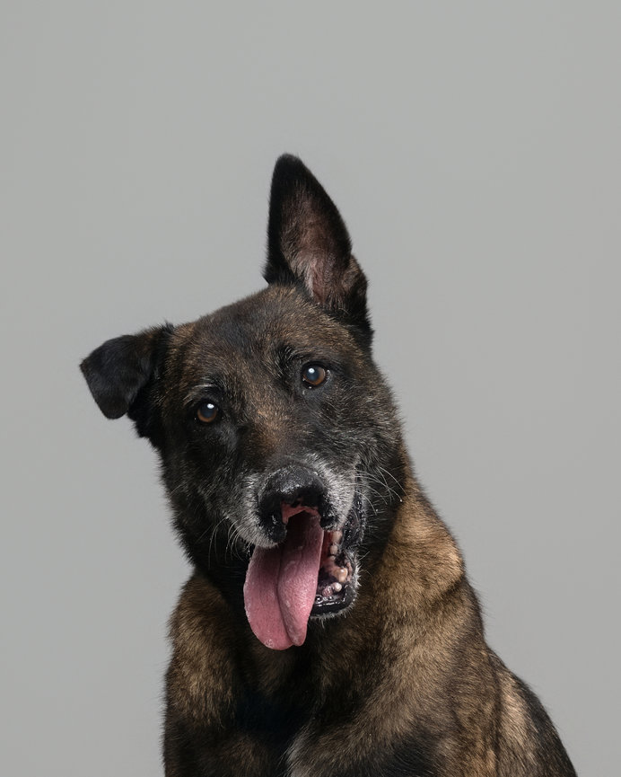Brown and black dog with tongue out, against a gray background.